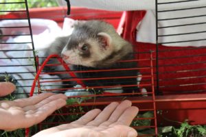 ferret cages for sale near me