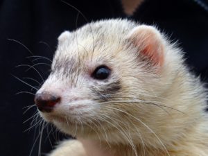 are ferrets good pets for children