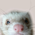 Angora Ferret — Is It the Perfect Pet For Your Family?