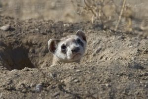 interesting facts about ferrets